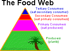 Food Web / Food Chain Vocabulary Word List